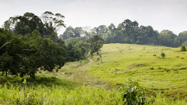 Forest view with sunshine day — Stock Photo, Image