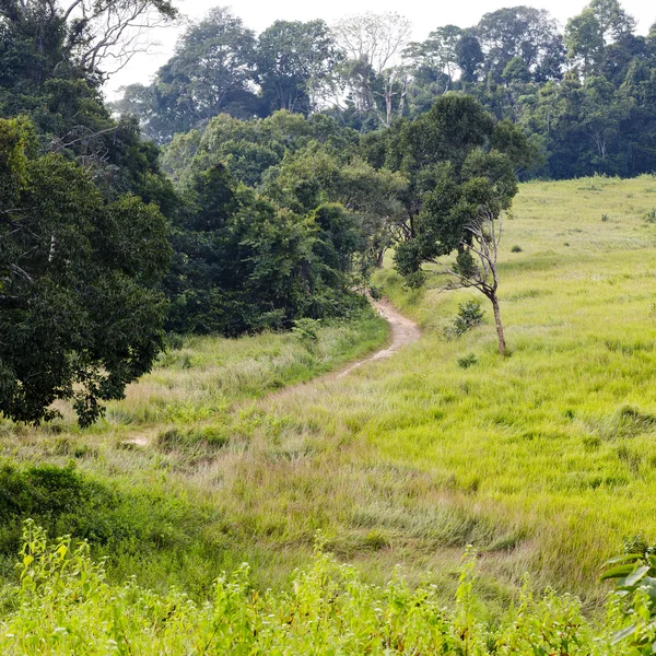 Forest view with sunshine day — Stock Photo, Image