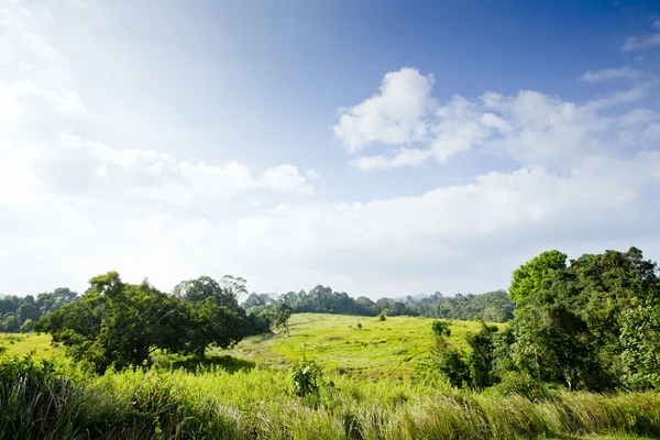 Forest view with sunshine day — Stock Photo, Image