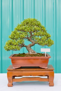 Bonsai çam ağacı yeşil bir duvara