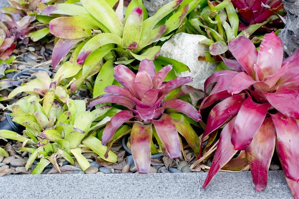 Neoregelia Bromeliad plant in garden. — Stock Photo, Image