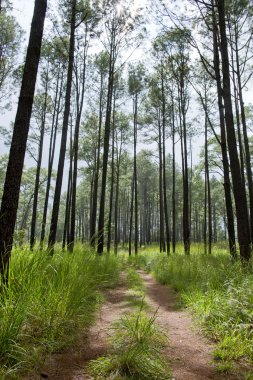 Aydınlatma ağaç iz