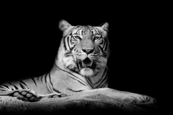 Blanco y negro Primer plano tigre — Foto de Stock