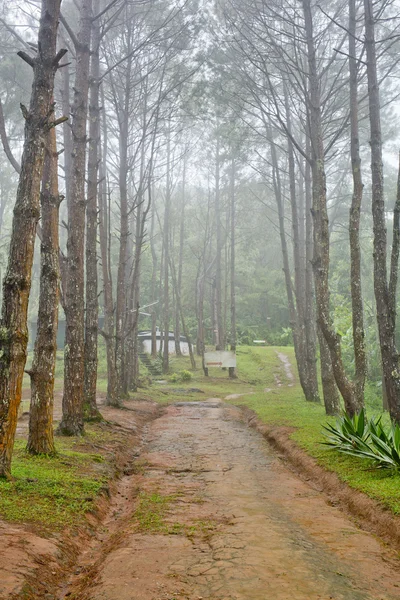 Camino del bosque entre los árboles de hoja caduca y coníferas en una niebla —  Fotos de Stock