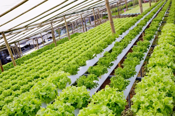 Organic hydroponic vegetable cultivation farm. — Stock Photo, Image