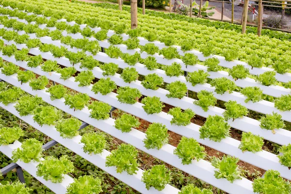 Organic hydroponic vegetable cultivation farm. — Stock Photo, Image