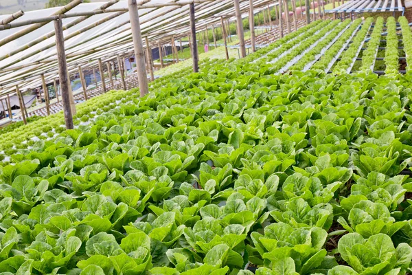 Organic hydroponic vegetable cultivation farm. — Stock Photo, Image