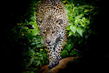 Jaguar forrest içinde yürüyüş