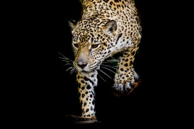 Jaguar portre kadar kapatın