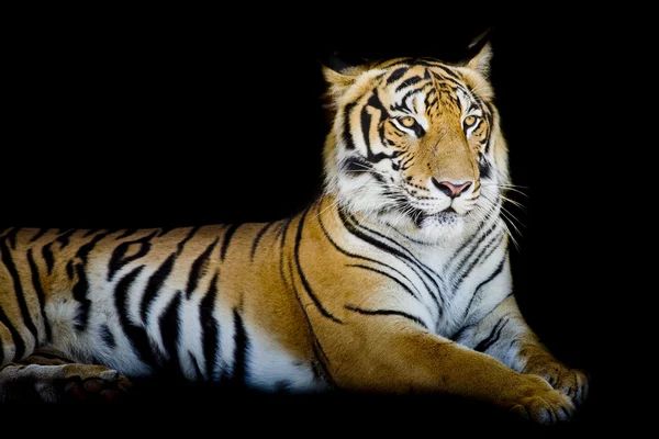 Grande Tigre — Fotografia de Stock