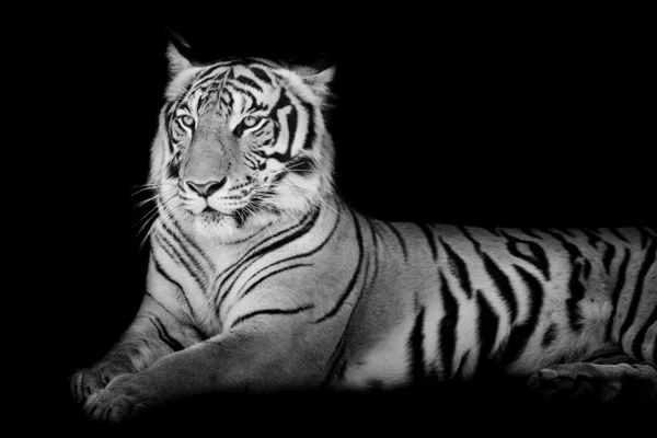 Grande tigre preto e branco — Fotografia de Stock
