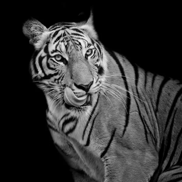 Black and White Tiger hungry — Stock Photo, Image