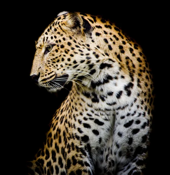yan, leopard