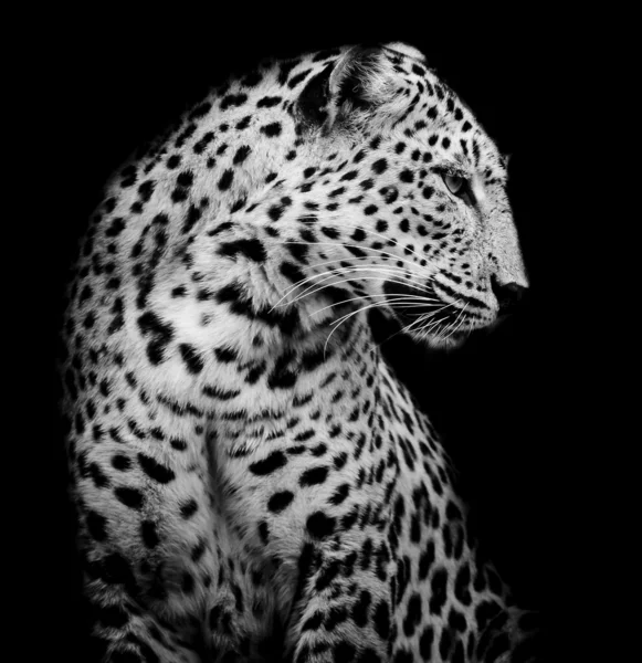 Lado preto e branco do Leopardo — Fotografia de Stock