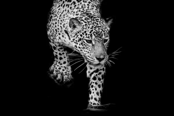 Primer plano blanco y negro Jaguar Retrato — Foto de Stock