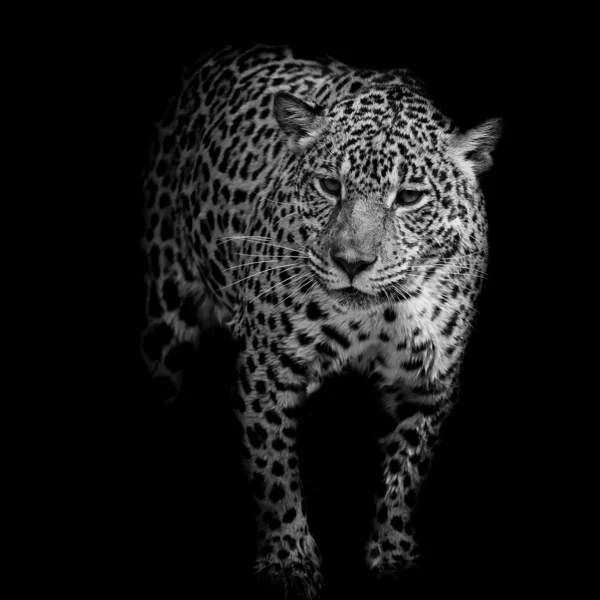 Primer plano blanco y negro Jaguar Retrato — Foto de Stock