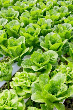 Organik hidroponik sebze yetiştirme çiftliği.