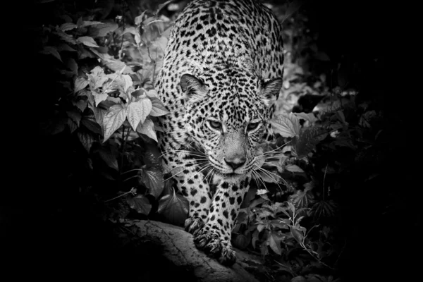 Jaguar noir et blanc marchant dans la forêt — Photo