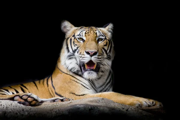 Närbild tiger — Stockfoto