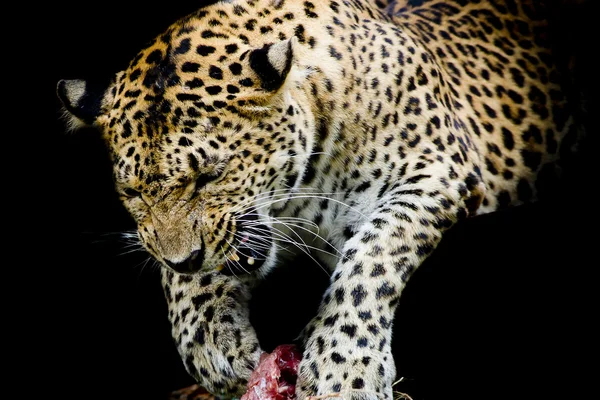 Retrato de leopardo — Fotografia de Stock