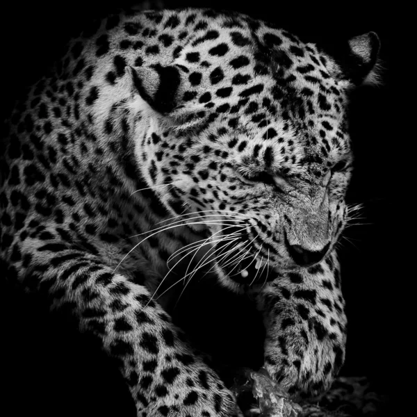 Retrato de leopardo — Fotografia de Stock