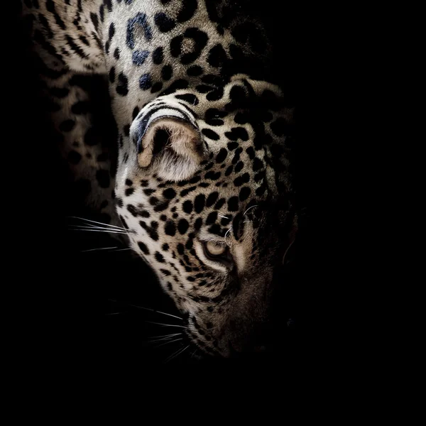 Портрет Ягуара — стоковое фото