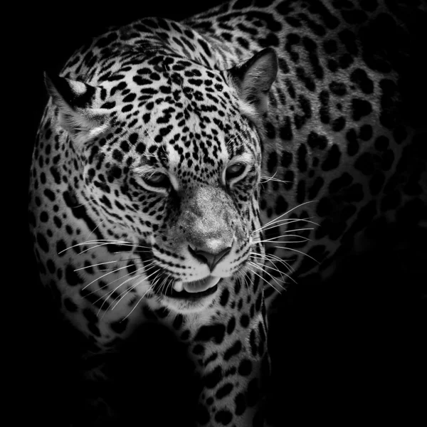 Jaguar портрет — стокове фото
