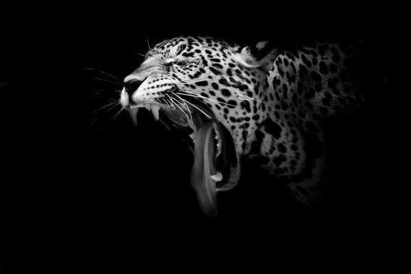 ジャガーの肖像画 — ストック写真