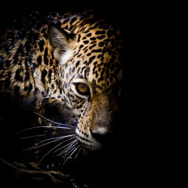 Jaguar portrait clipart