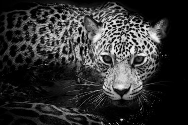 Jaguar portre