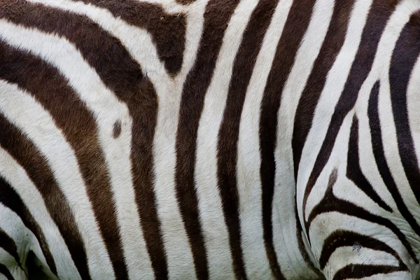 Zebra kůže — Stock fotografie