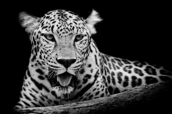 Leopar portre — Stok fotoğraf