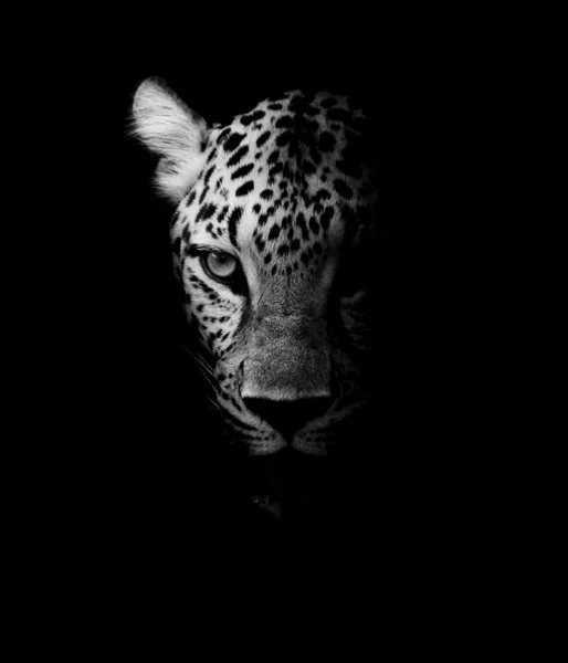 Retrato de leopardo — Fotografia de Stock