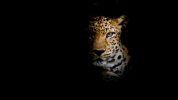 Retrato de leopardo — Fotografia de Stock