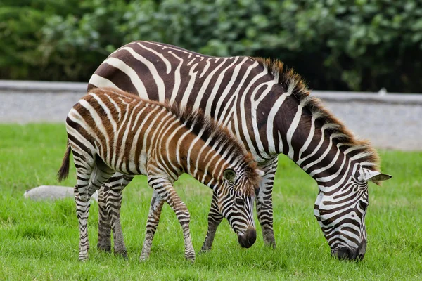 Zebra with young one — Stock Photo, Image