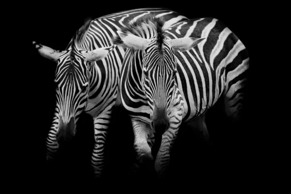 Zebras — Stock Photo, Image