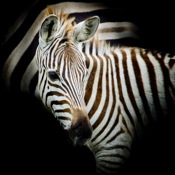 Közeli kép a baba zebra portréja — Stock Fotó