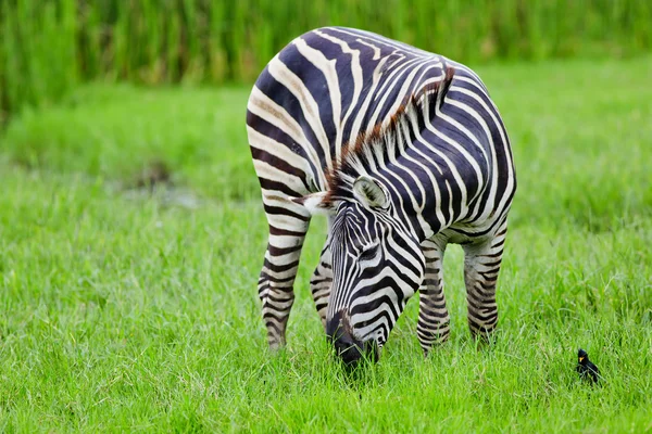 Zebra wildlife — Stock Photo, Image