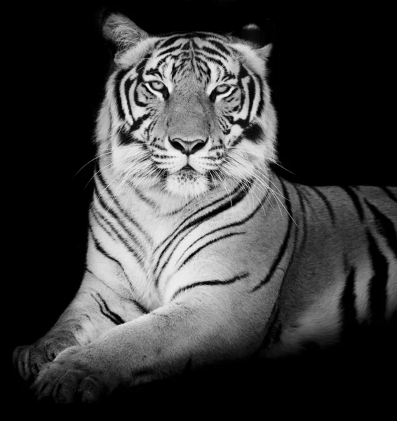 Tigre, retrato de um tigre de bengala . — Fotografia de Stock