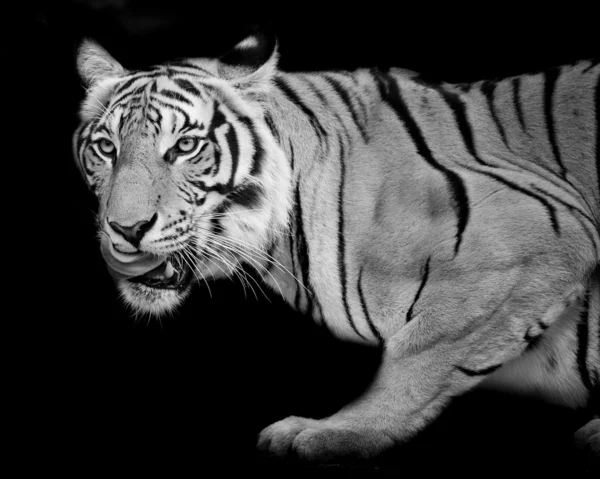 Tigris, egy bengáli tigris portréja.. — Stock Fotó