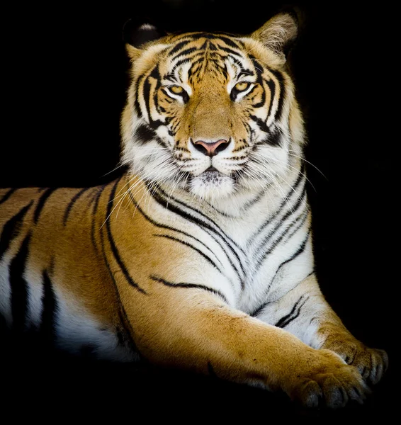 Tiger, Porträt eines bengalischen Tigers. — Stockfoto