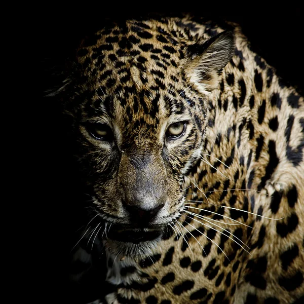 Retrato de leopardo —  Fotos de Stock