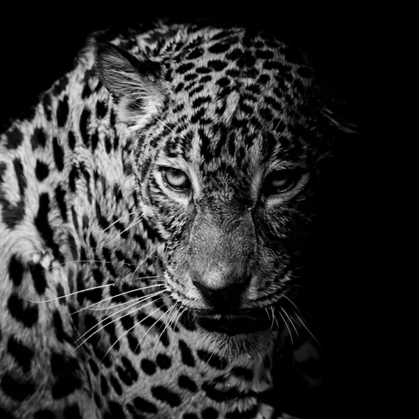 Leopardí portrét — Stock fotografie