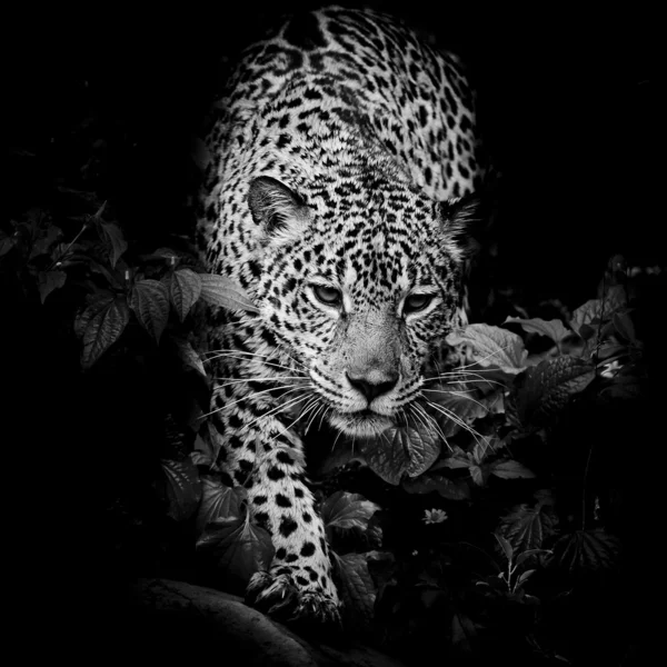 Close up Jaguar Portrait — Stock Photo, Image