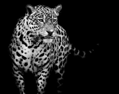 Jaguar portre kadar kapatın