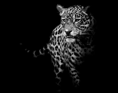 Jaguar portre kadar kapatın
