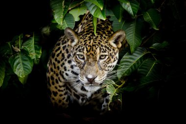 Jaguar portre