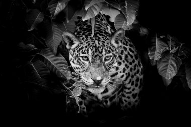 Jaguar portre