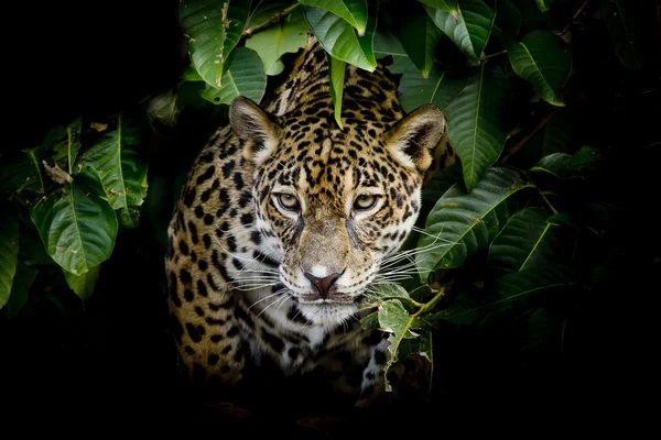 Retrato de Jaguar — Fotografia de Stock