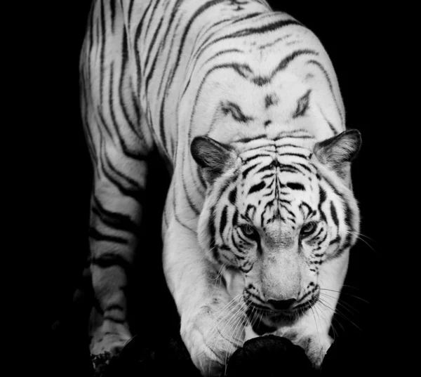 Whitetiger, a bengáli tigris portré. — Stock Fotó